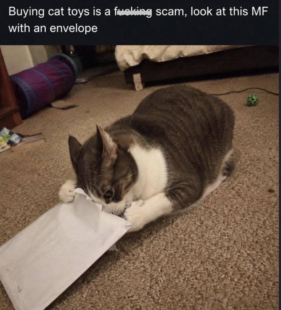 meme kucing tentang penipu