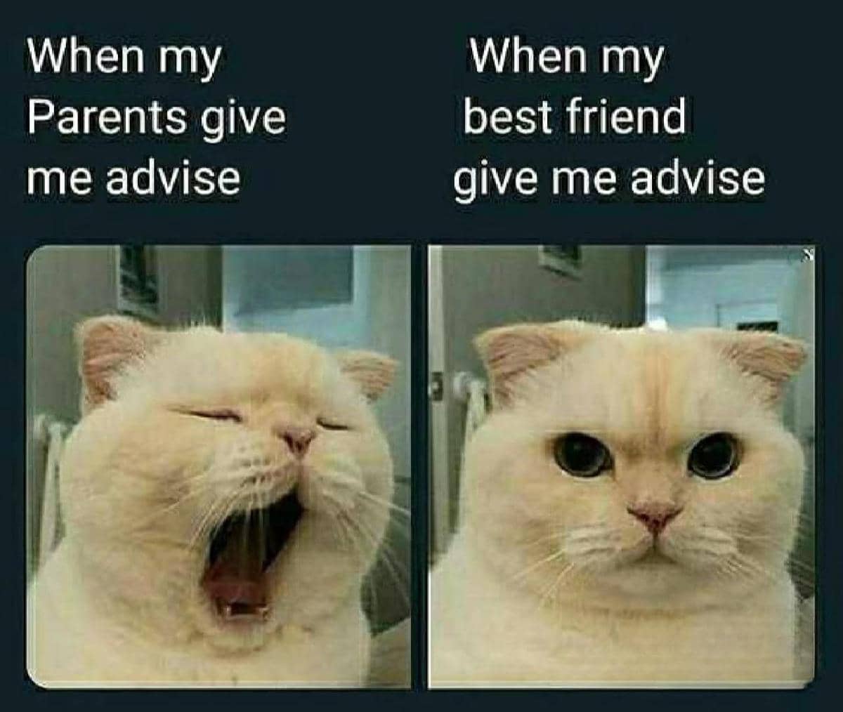 meme kucing tentang persahabatan