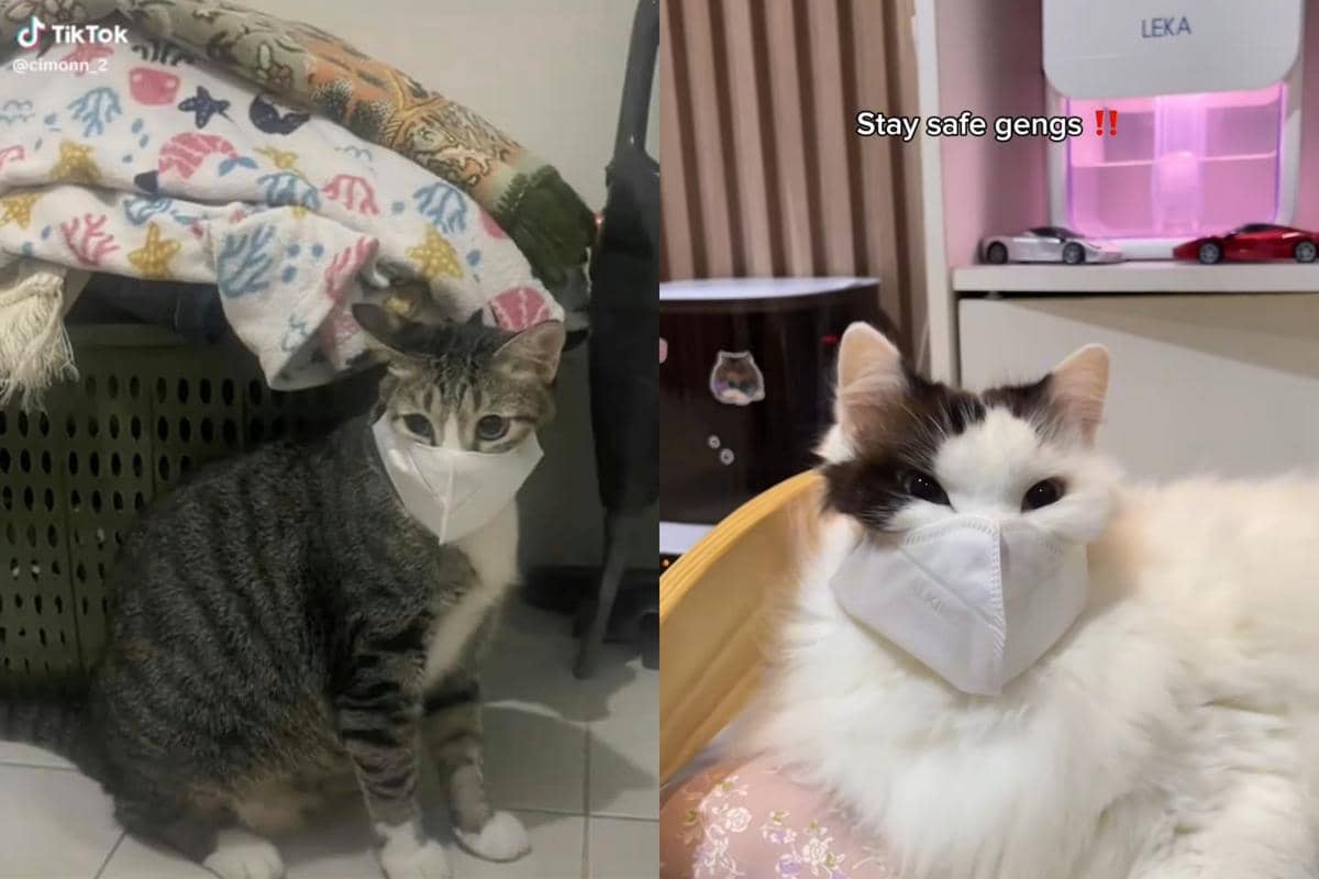 7 Potret Kucing Dipakaikan Masker, Ikut Waspada terhadap Abu Vulkanik