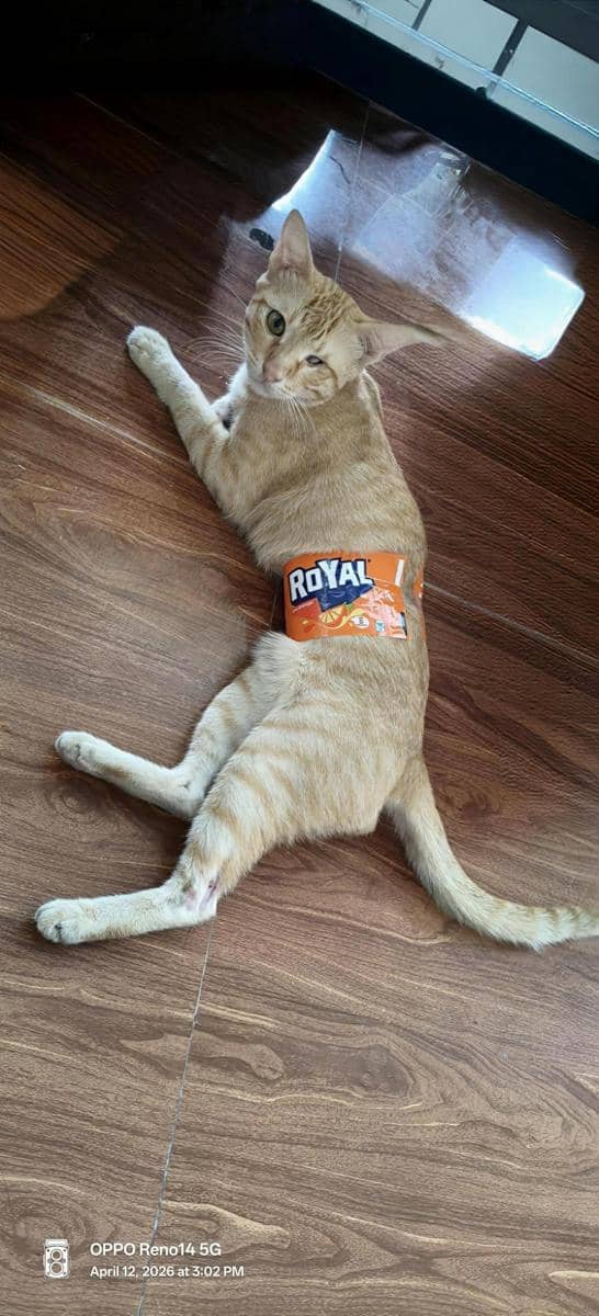 meme kucing tentang jebakan