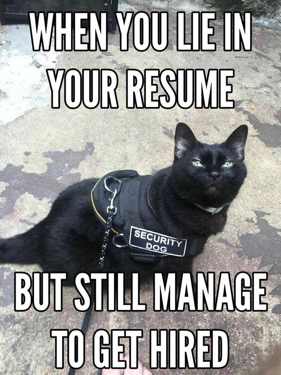 meme kucing tentang wawancara kerja