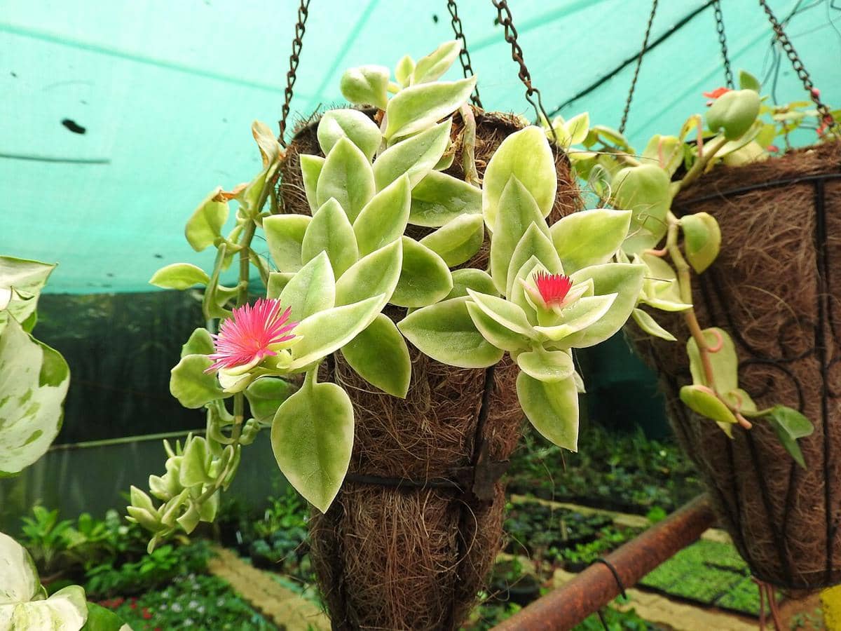ilustrasi aptenia cordifolia variegata