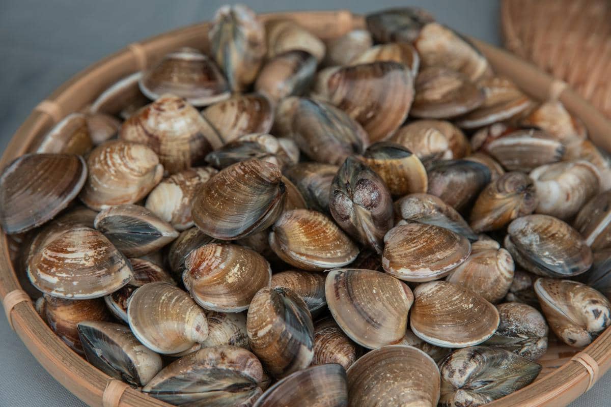 Ilustrasi beberapa kerang laut dengan bentuk dan tekstur cangkang beragam, tersusun sebagai objek utama dalam foto.