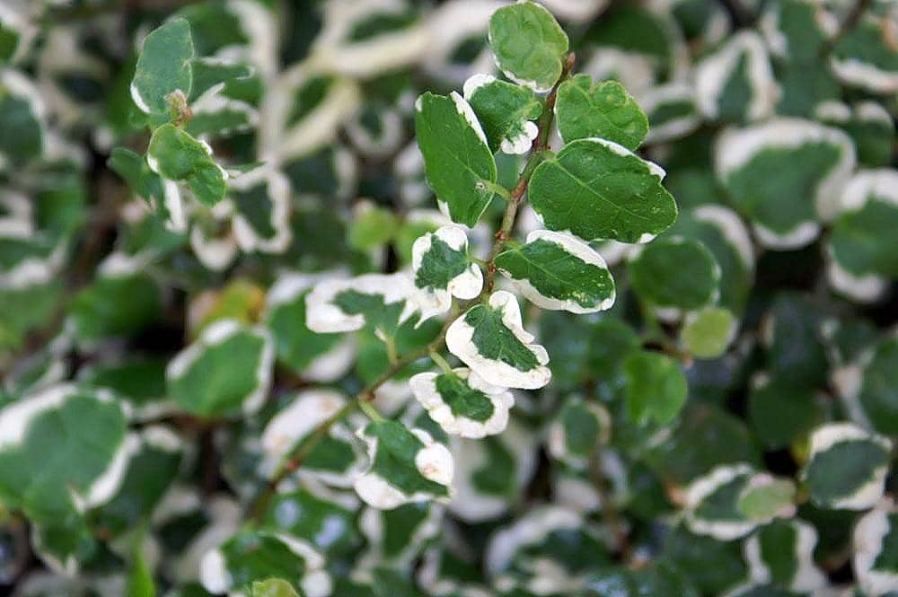 ilustrasi ficus pumila variegata