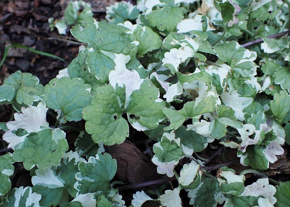 ilustrasi glechoma hederacea variegata