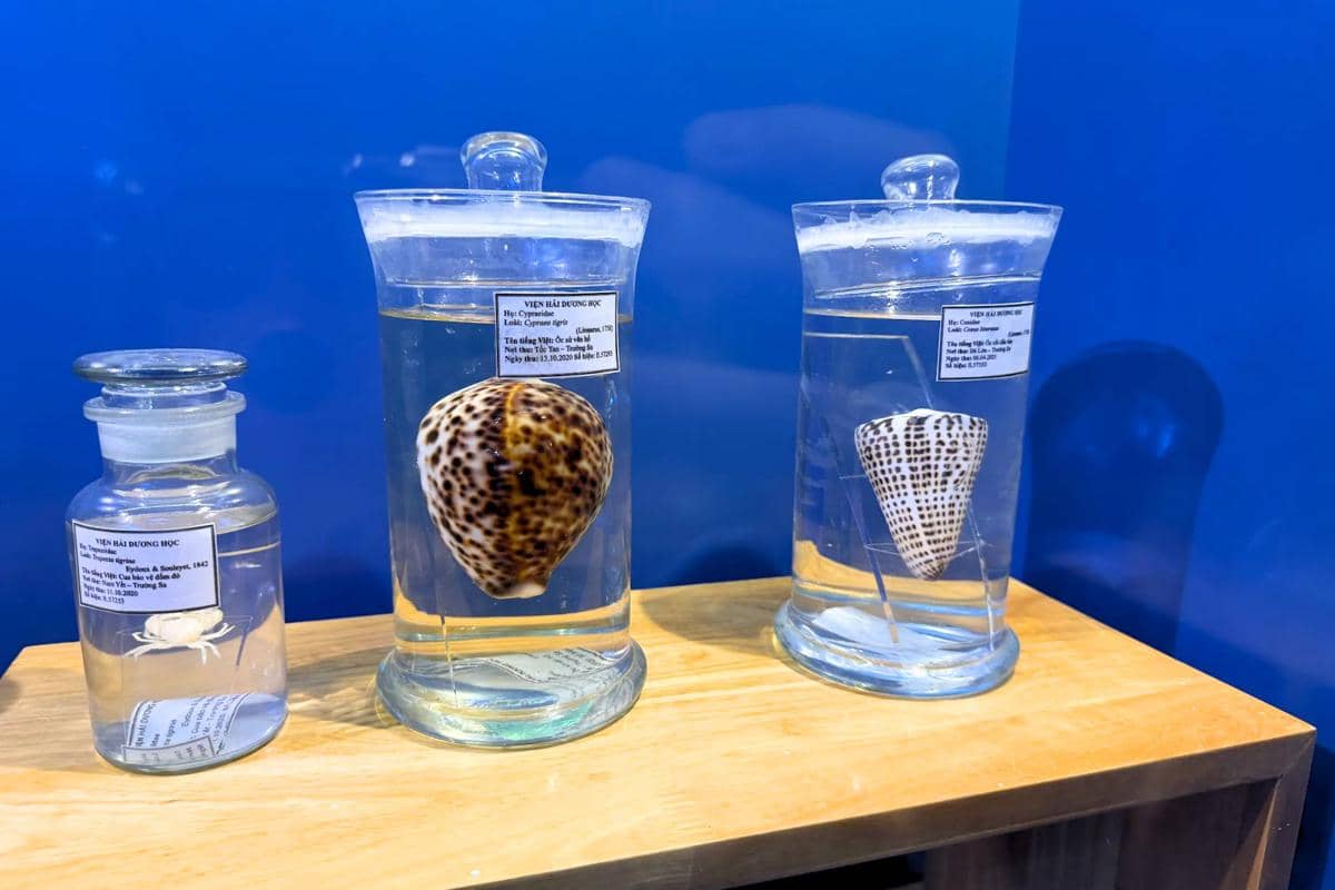 National Oceanographic Museum of Vietnam, Nha Trang