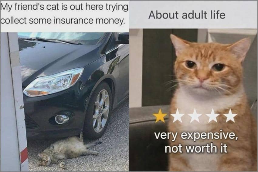 8 Meme Kucing tentang Penipu, Pura-pura Jadi Korban Kecelakaan?
