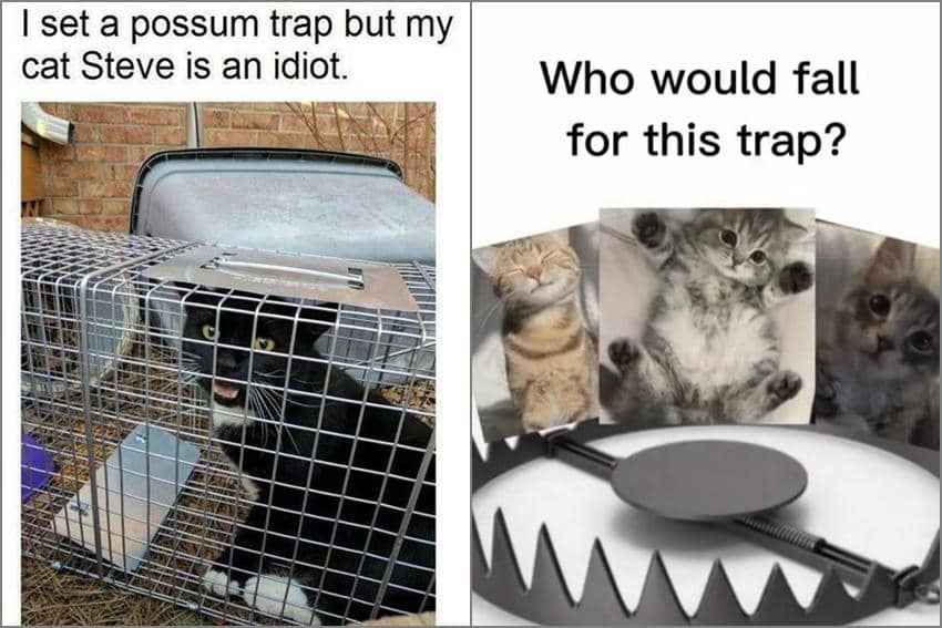 8 Meme Kucing tentang Jebakan, Ada yang Kesandung Kabel