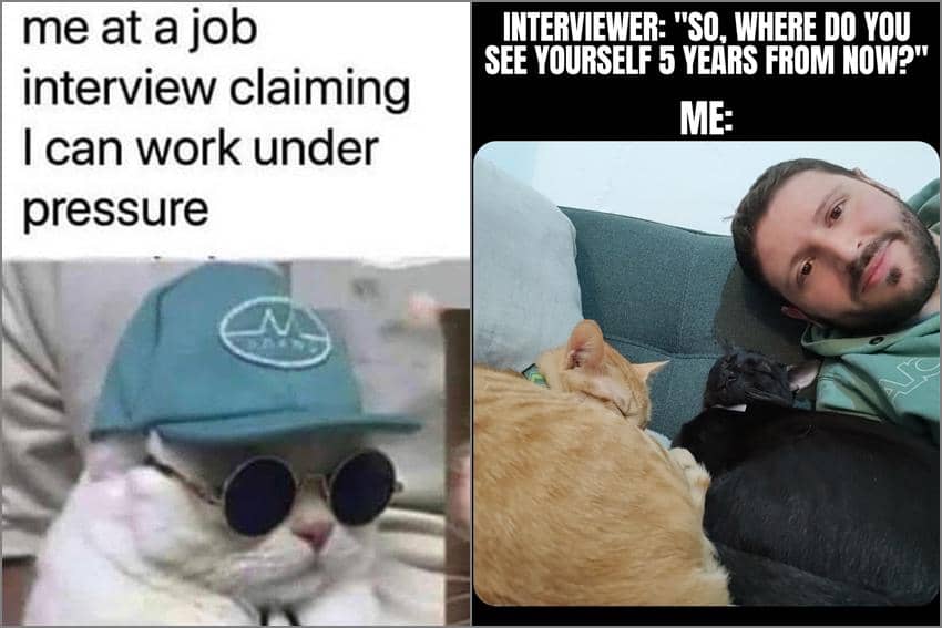 8 Meme Kucing tentang Wawancara Kerja, Langsung Diterima?