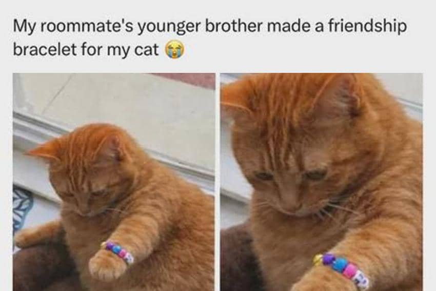 8 Meme Kucing tentang Persahabatan, Pakai Gelang yang Sama