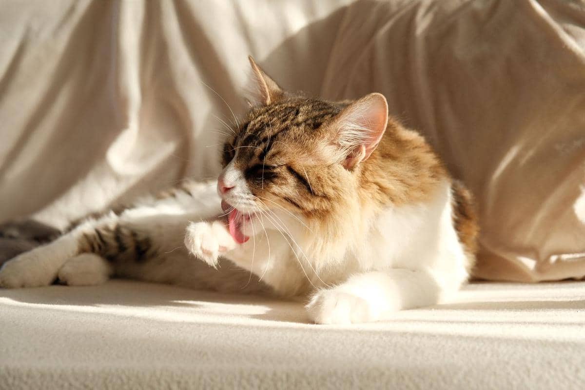 Bahaya abu vulkanik bagi kucing