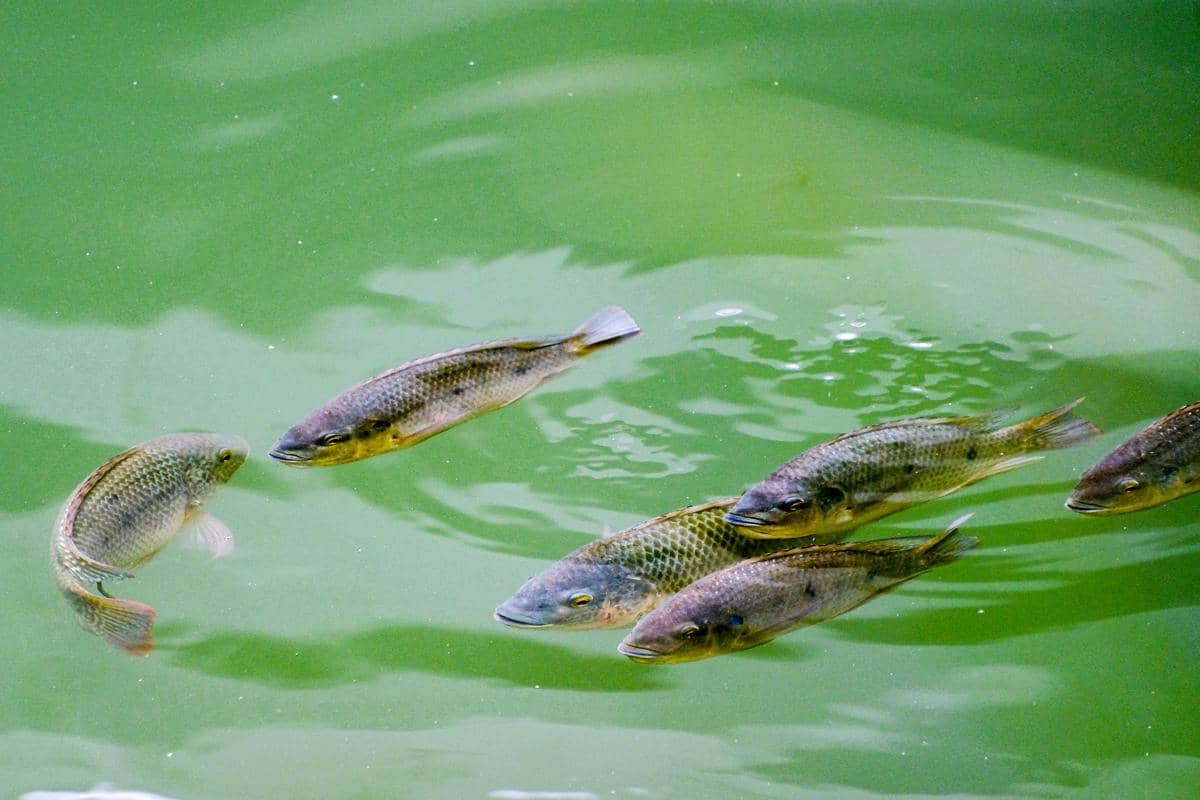 Apa yang Terjadi pada Ikan saat Abu Vulkanik Masuk Sungai?
