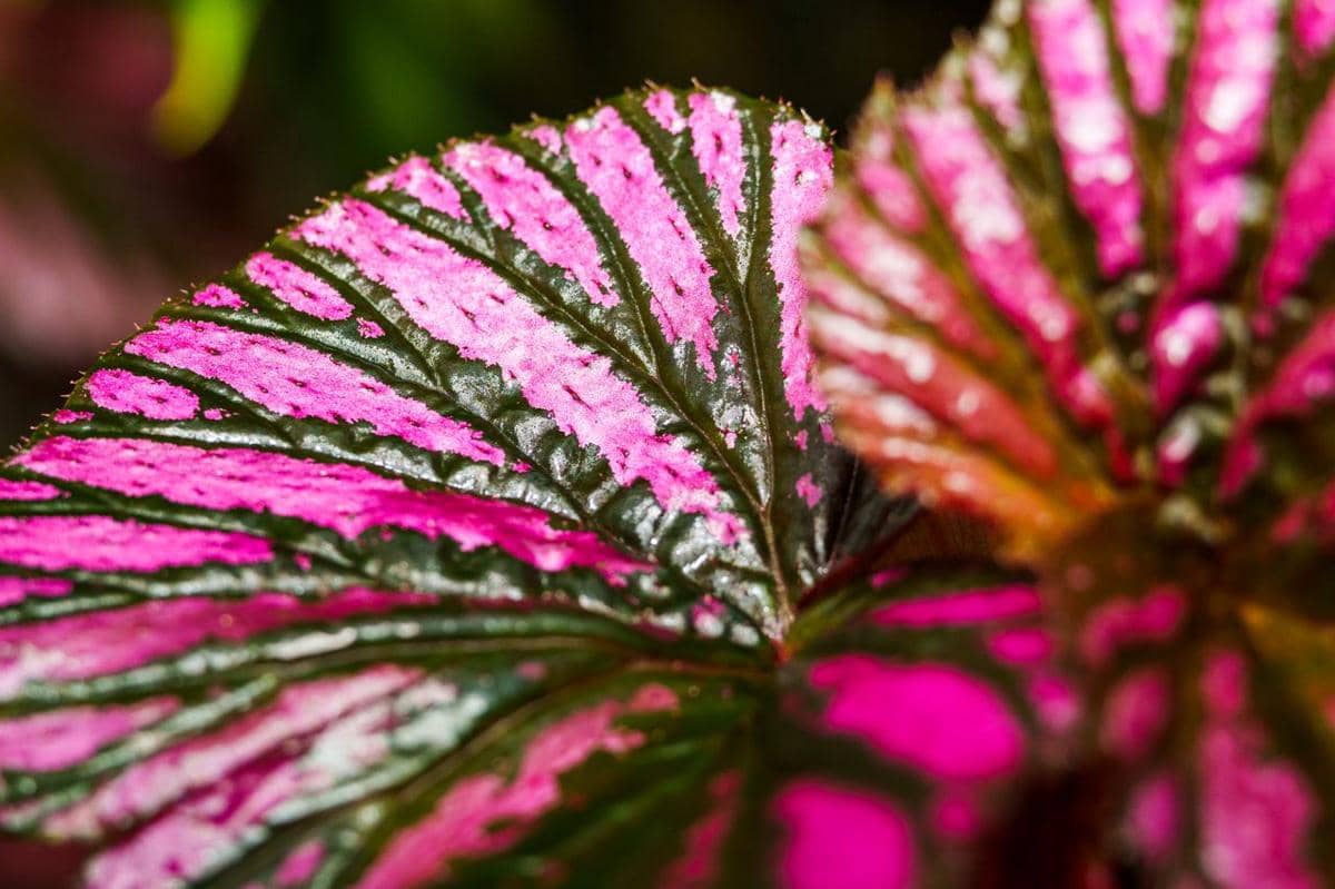 5 Tanaman Hias dengan Corak Daun Seperti Lukisan, Unik Abis!