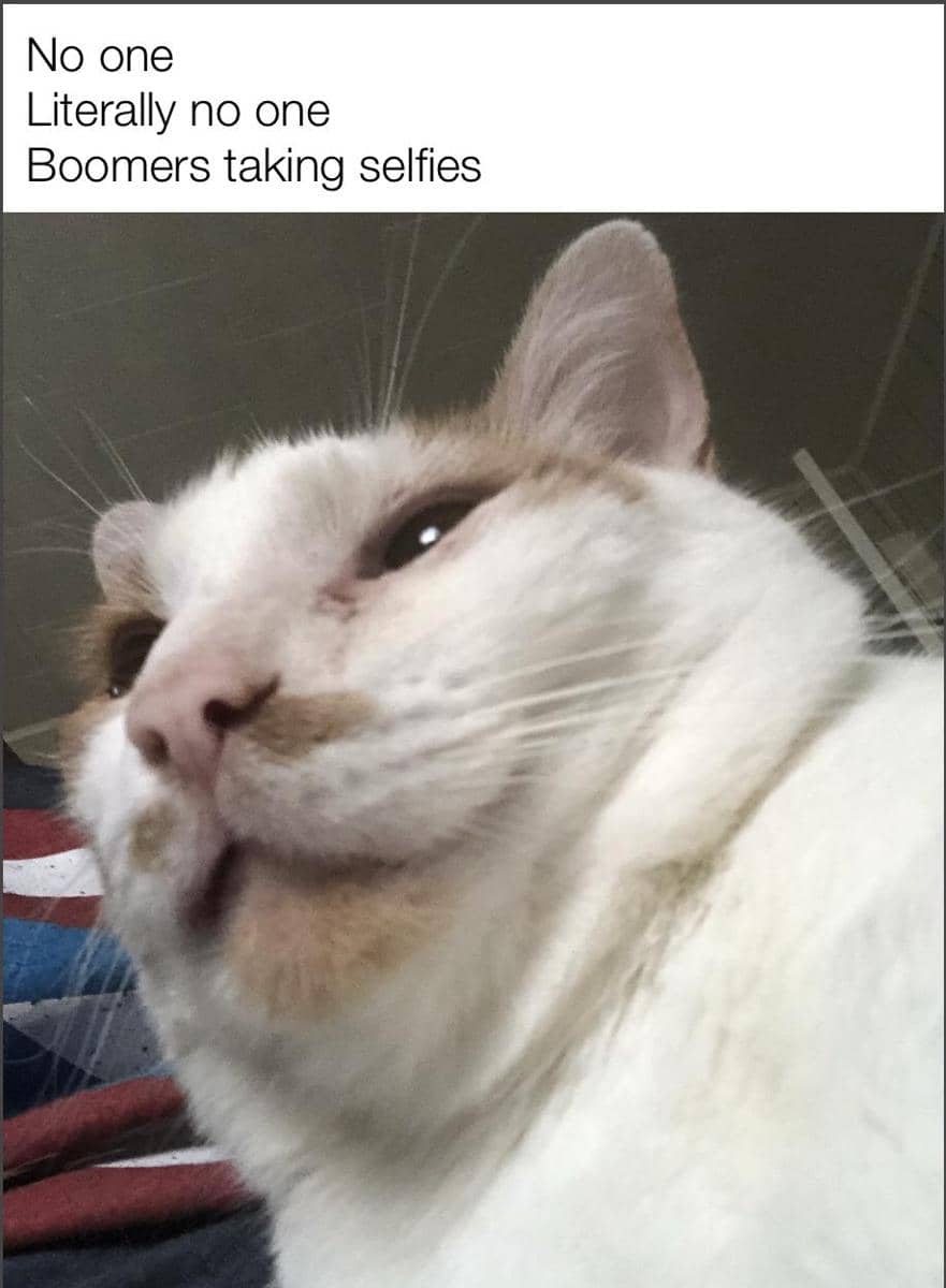 Seekor kucing berpose seolah mengambil swafoto dalam meme lucu dari forum r/Catmemes di Reddit.