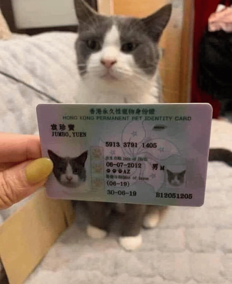 Meme kucing bertema kartu dari pengguna Reddit Shurasena dengan nuansa humor ringan dan teks percakapan singkat.