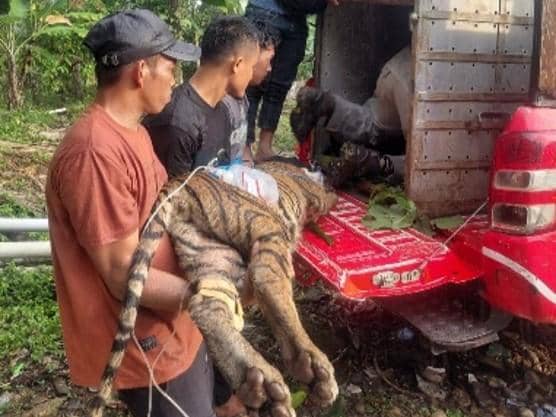 BKSDA Evakuasi Anak Harimau Terpisah dari Induk
