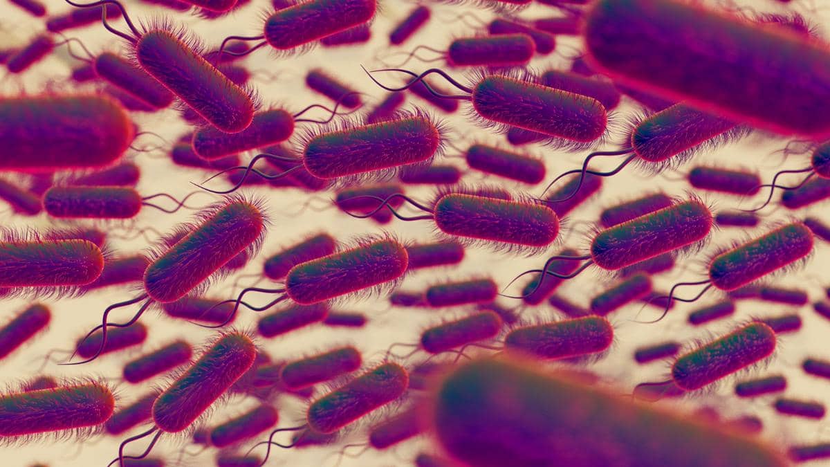 Vibrio parahaemolyticus, Bakteri pada Seafood yang Perlu Diwaspadai
