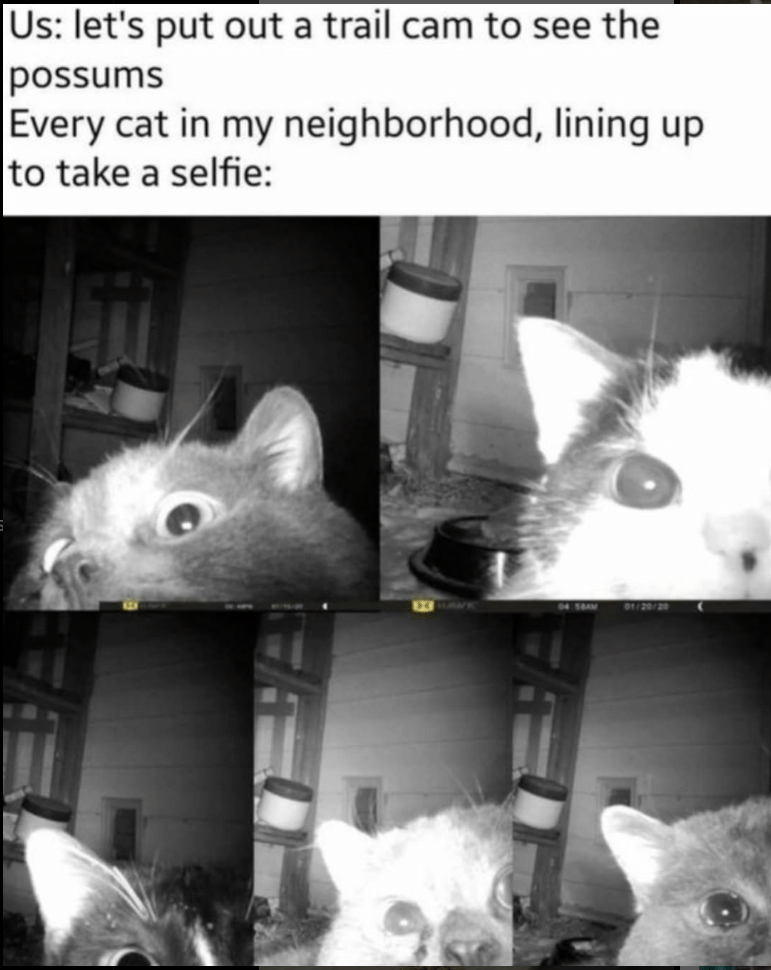 Meme seekor kucing yang sedang berswafoto dengan ekspresi lucu, dibagikan melalui akun Reddit CharmingNeighbor.