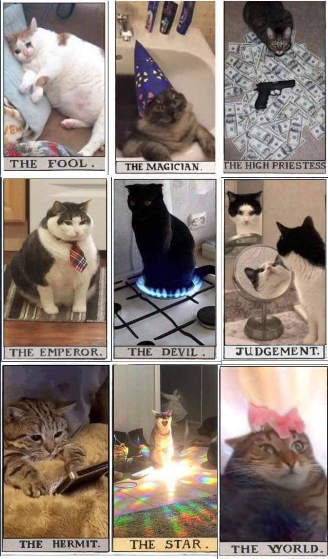 Seekor kucing dalam meme bertema kartu disertai teks humor yang menggambarkan situasi saat bermain kartu.