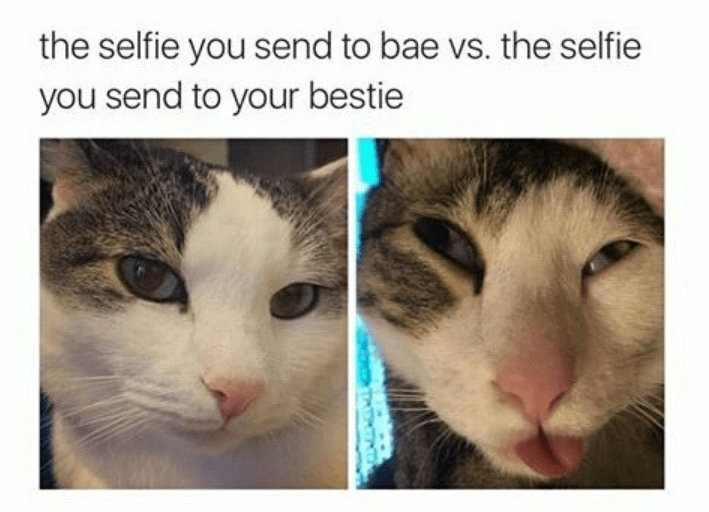 8 Meme Kucing Selfie, Ada yang Foto ala Boomer, dong!