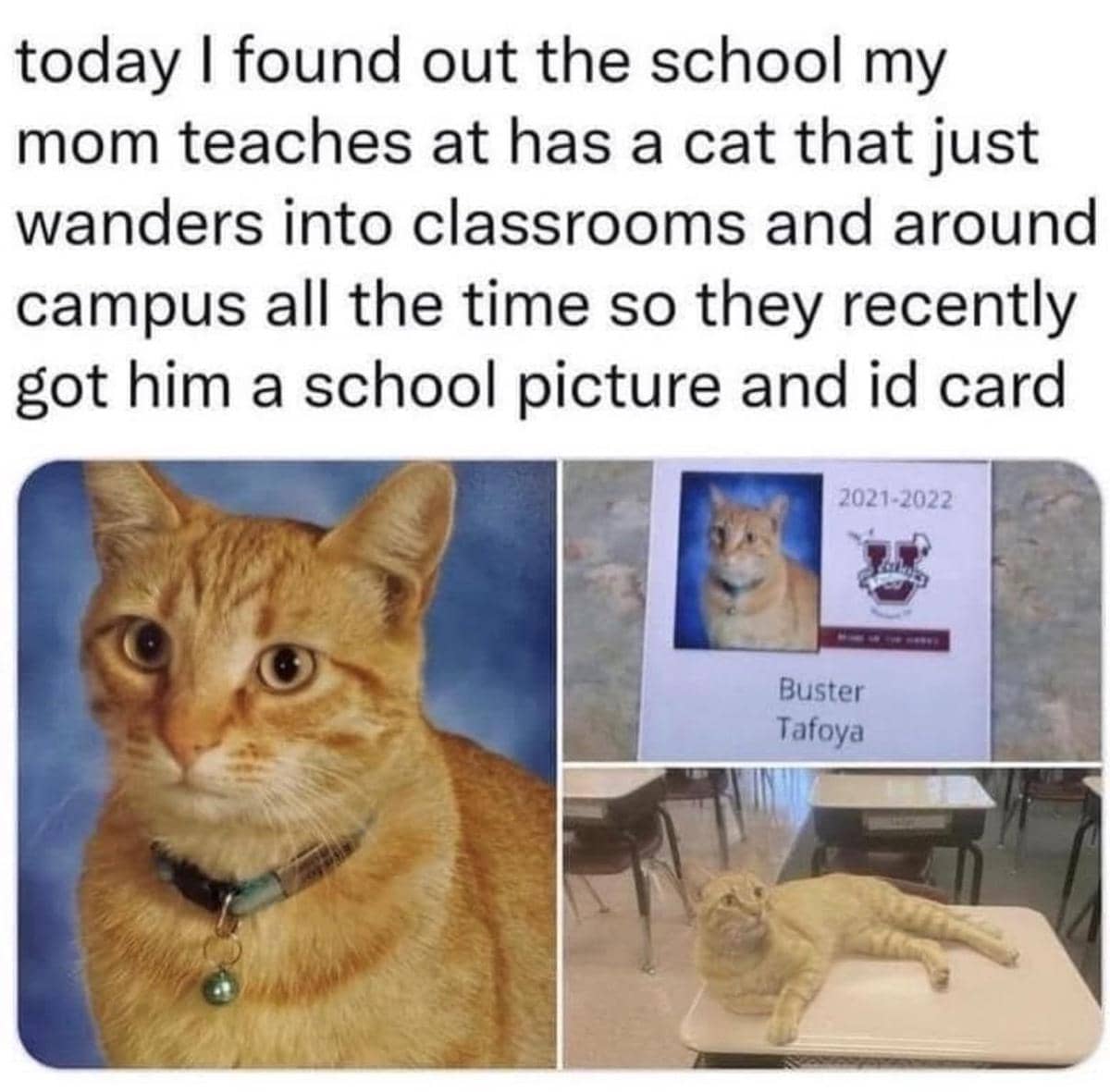 Seekor kucing menatap kartu di meja dalam meme lucu tentang permainan kartu yang dibagikan di Reddit.