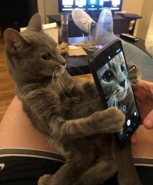 Seekor kucing tampak mengambil selfie dalam format meme, dengan sumber unggahan tercantum dari pengguna Reddit SissyGranny.