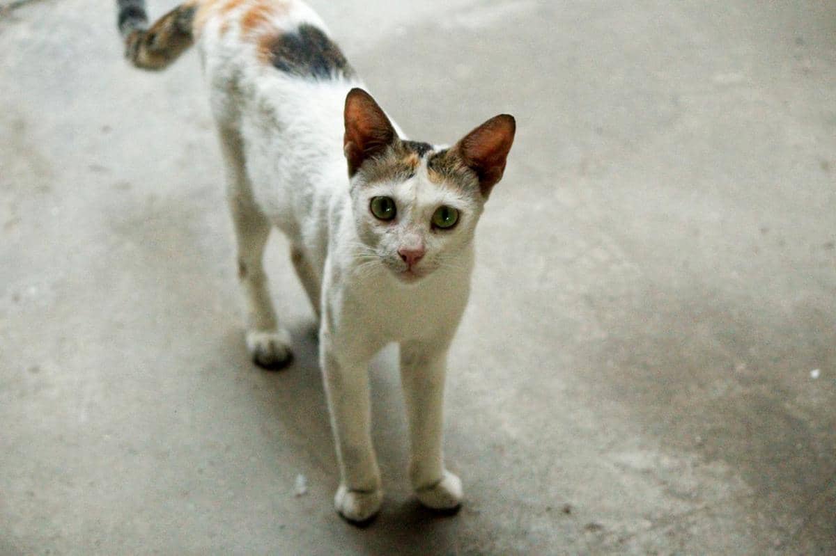 kucing menatap langsung ke kamera (pexels.com/Saravanan Narayanan)