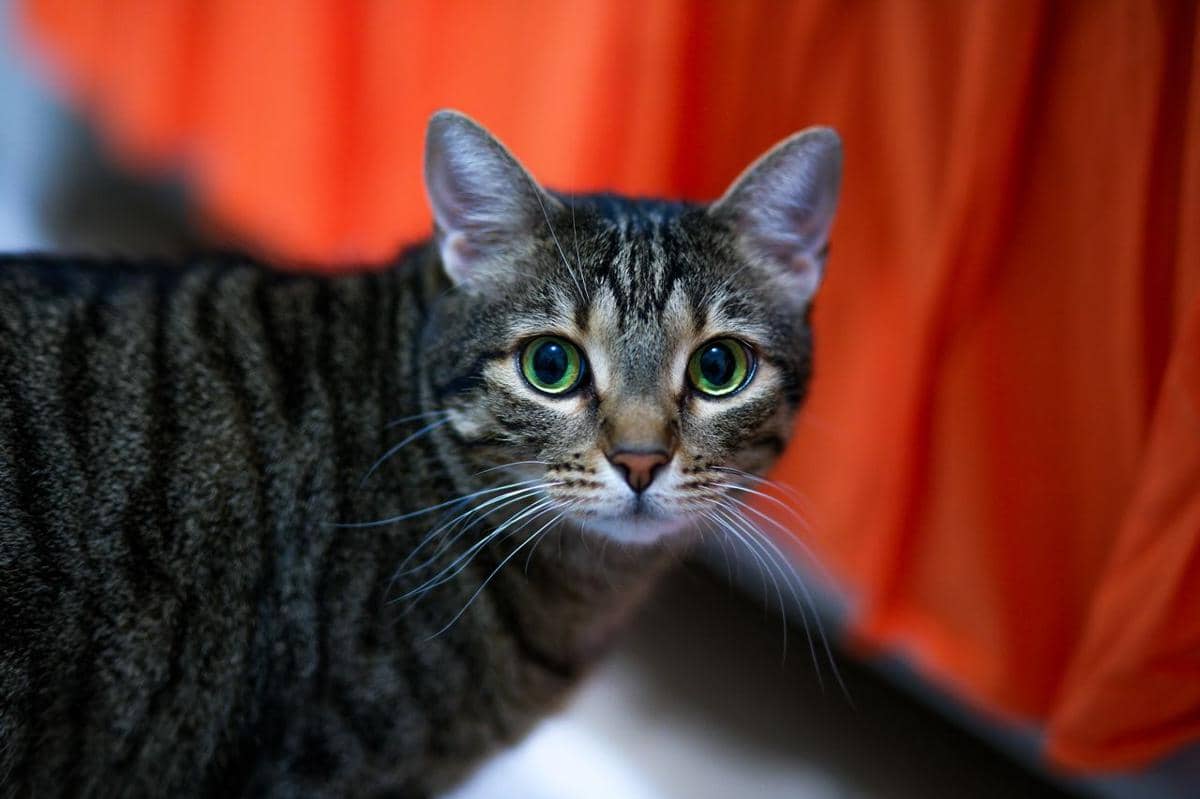 5 Trik Rahasia Melatih Kucing Datang Saat Dipanggil Namanya