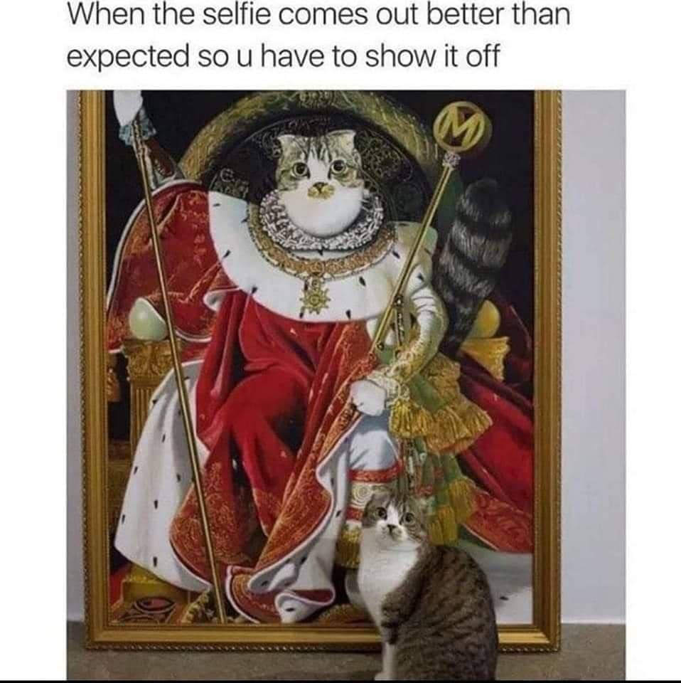 Seekor kucing berwajah serius mengambil swafoto dari sudut dekat dalam meme yang dibagikan pengguna Reddit.