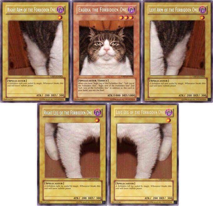 Meme kucing tentang kartu disertai teks humor, diunggah oleh akun Reddit AdviceFromTheTrash di internet.