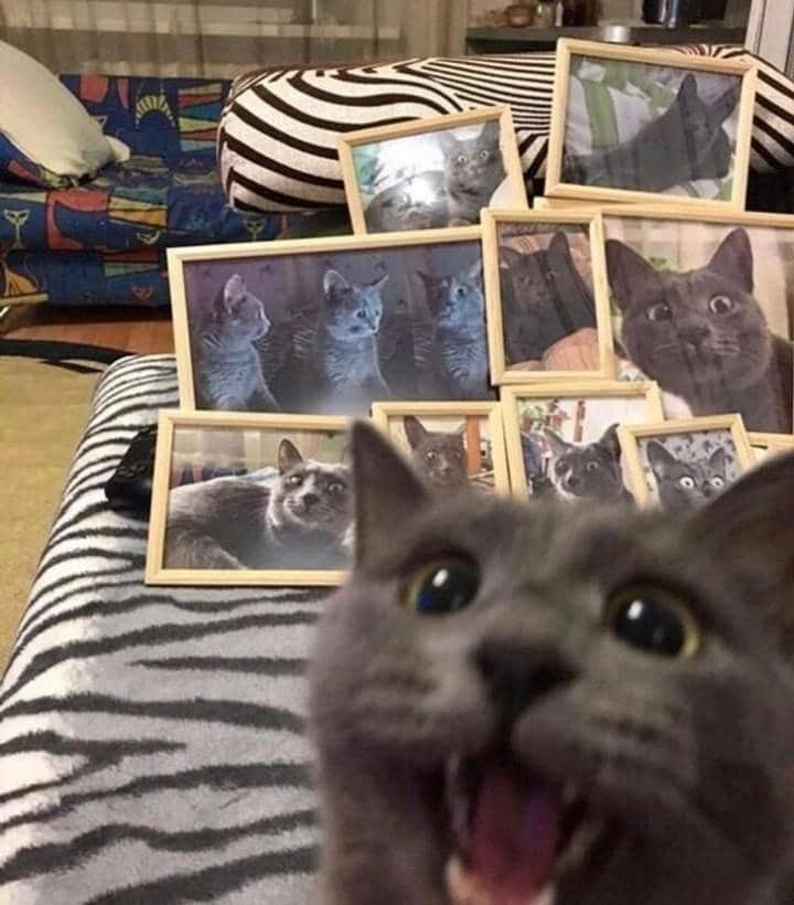 Seekor kucing tampak dekat kamera dalam meme selfie yang dibagikan oleh pengguna Reddit Joereboer secara daring.