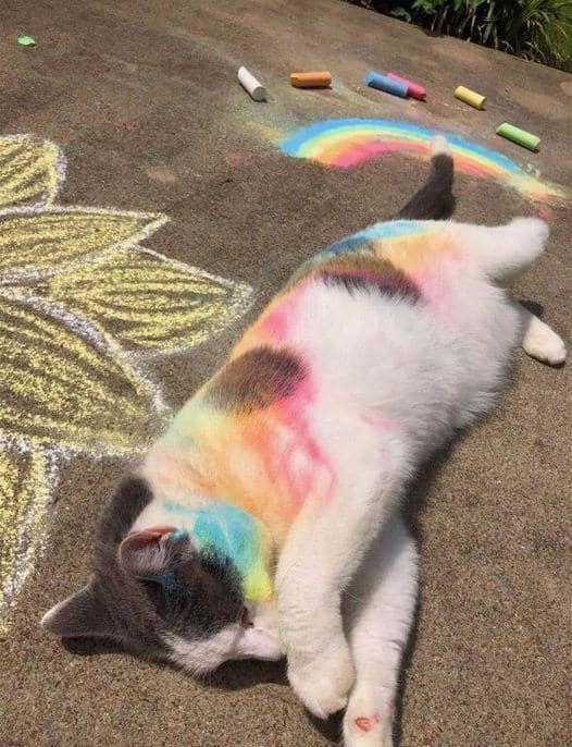Meme kucing bertema seni dari Reddit dengan ilustrasi dan teks humor tentang ekspresi artistik yang kreatif.