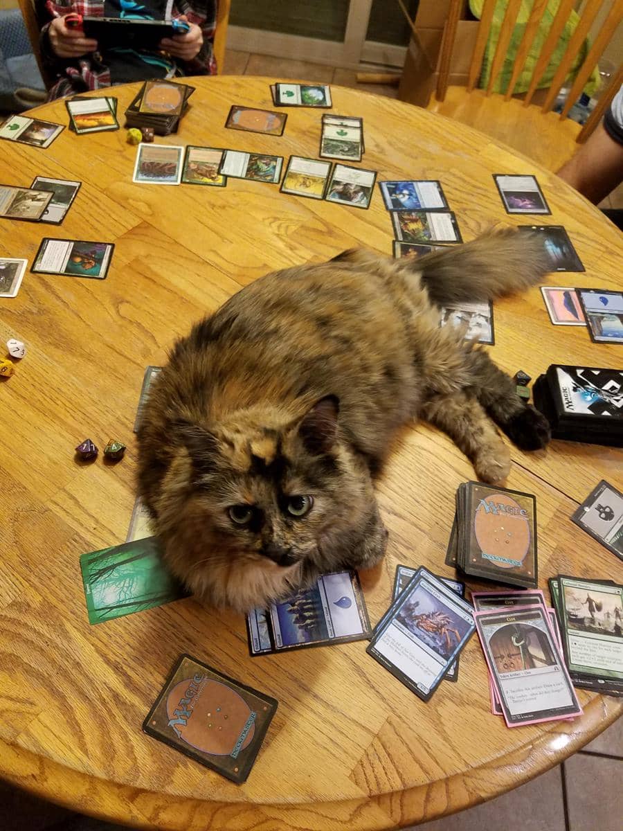 Meme kucing bertema kartu dari Reddit yang menampilkan seekor kucing dalam konteks permainan atau koleksi kartu.