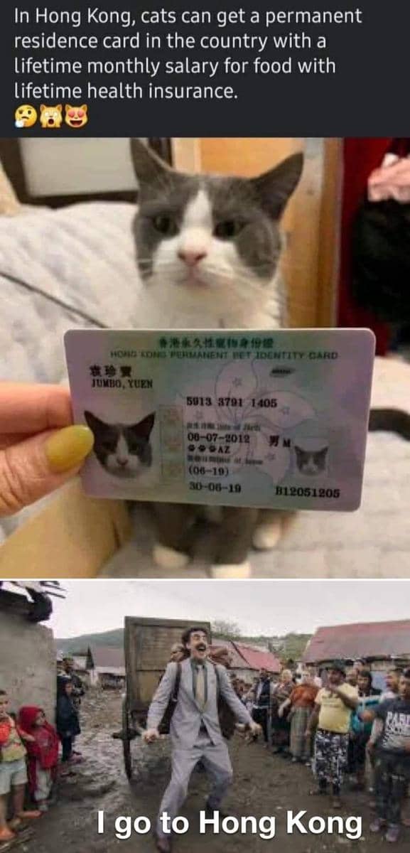 Meme kucing bertema kartu dari Reddit dengan ilustrasi kucing dan teks humor yang membahas situasi terkait kartu.