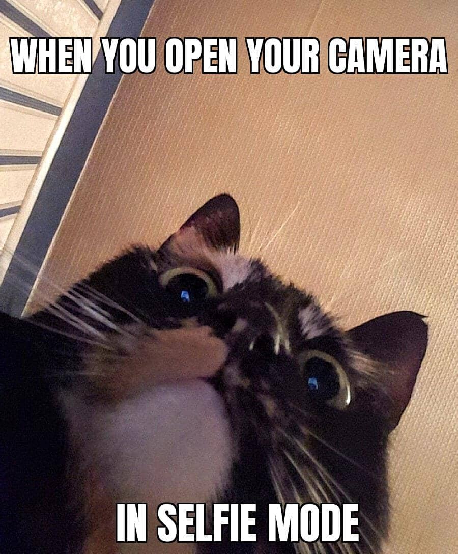 Seekor kucing mengambil swafoto dalam meme daring yang dibagikan oleh pengguna Reddit xFluffySpaceCatx.