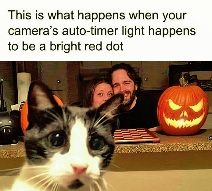 Seekor kucing berwajah datar terlihat sangat dekat dengan kamera, seolah sedang mengambil swafoto dalam meme.