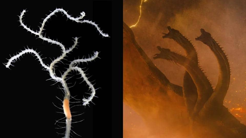 Cacing King Ghidorah.jpg