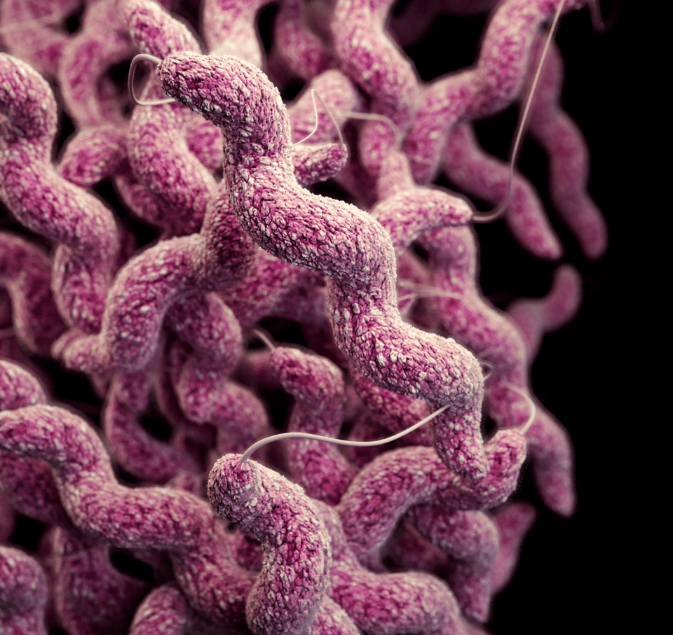 Mengenal Campylobacter, Bakteri yang Memicu Infeksi Pencernaan