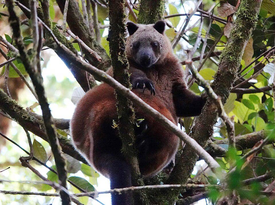 potret kanguru pohon doria (Dendrolagus dorianus) yang cukup mirip seperti kanguru pohon mbaiso