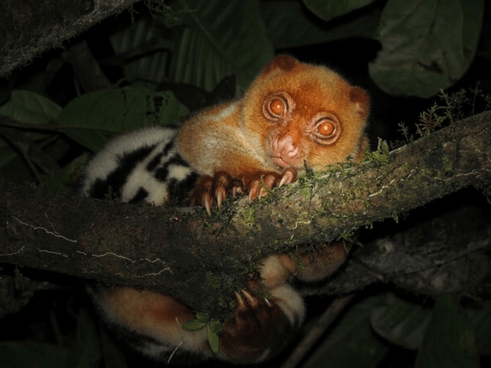 5 Hewan Endemik Papua yang Paling Terancam Punah, Ada Kuskus!