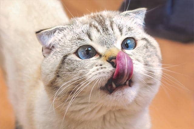 6 Fakta dan Sejarah Kucing Scottish Fold, Telinganya Terlipat