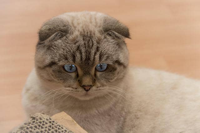 ilustrasi kucing