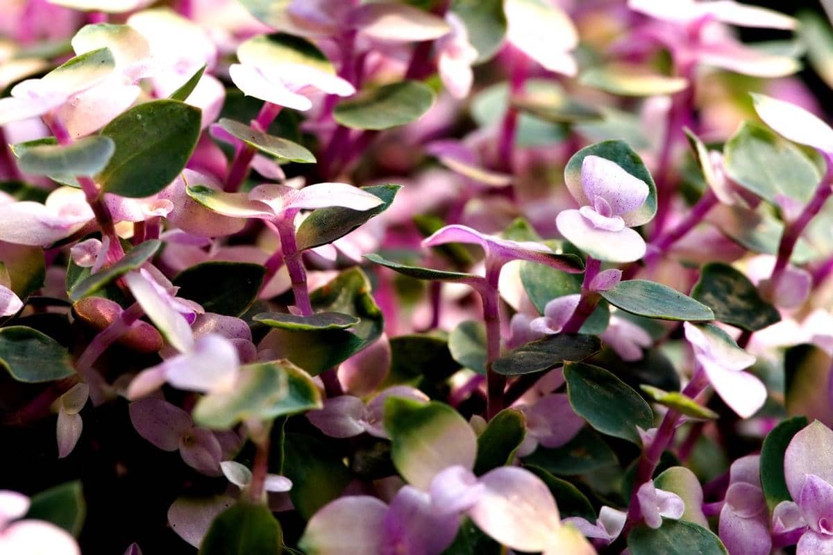 ilustrasi callisia repens