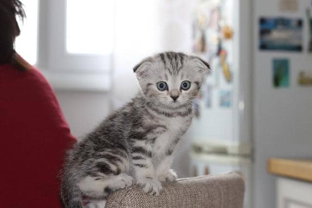 ilustrasi kucing
