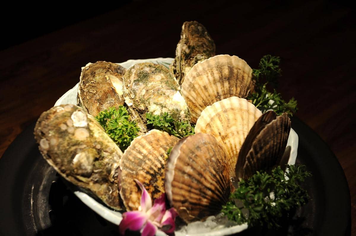 ilustrasi kerang dan tiram 