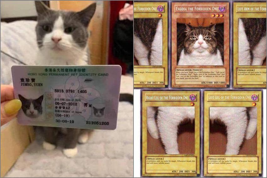 8 Meme Kucing tentang Kartu, Ada yang Punya Kartu Identitas