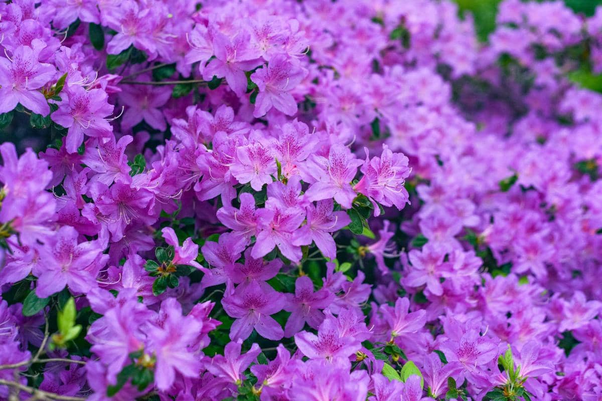 ilustrasi azalea