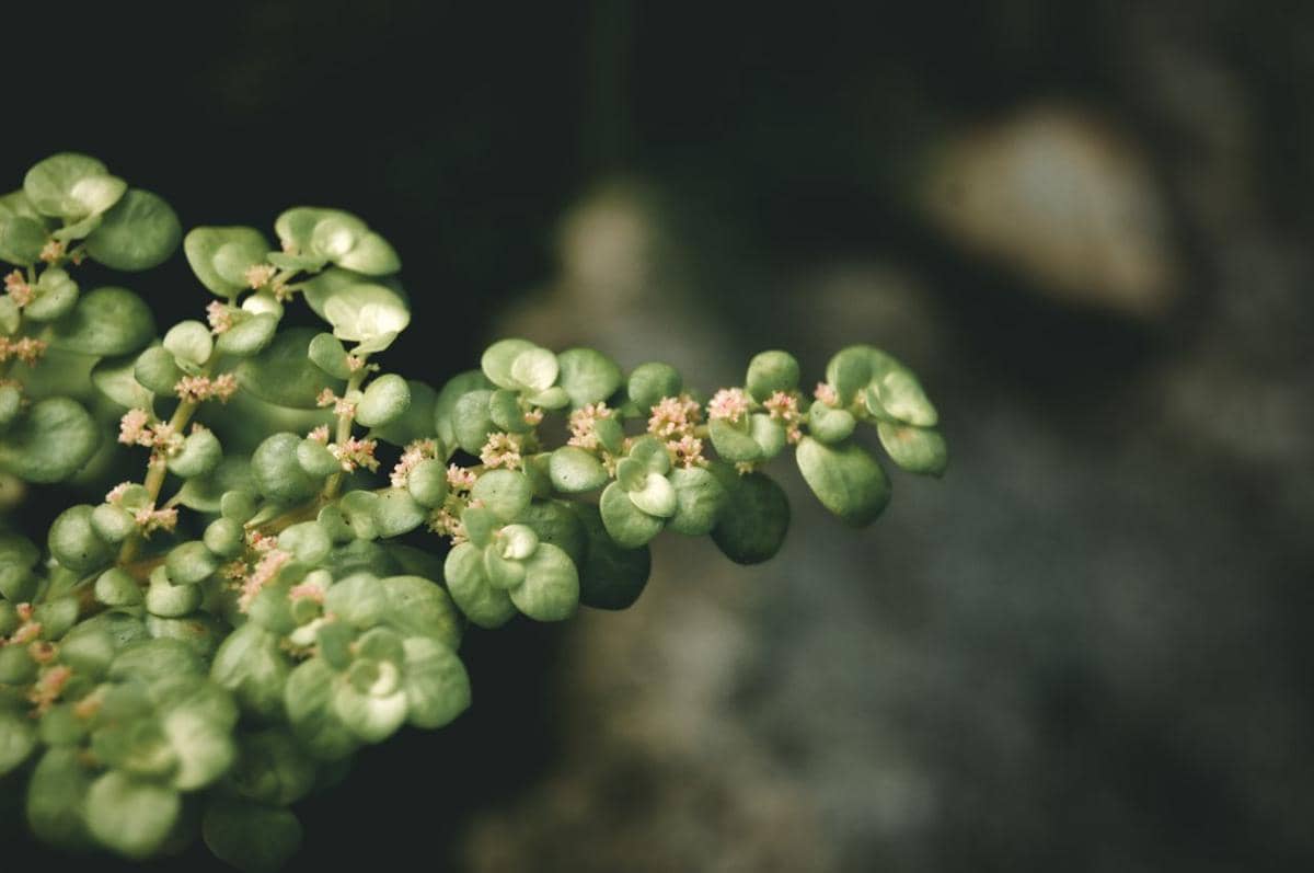5 Tanaman Hias dengan Daun Mungil, Detailnya Bikin Menawan