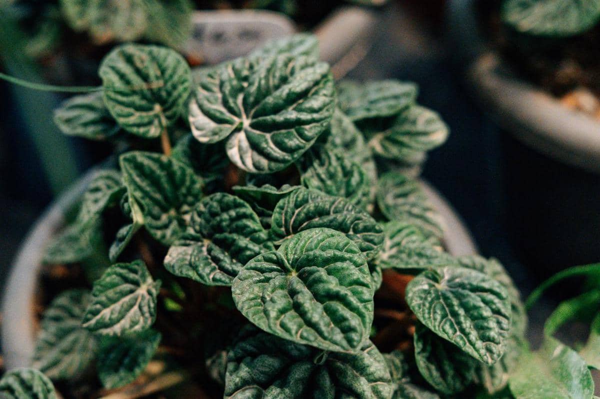 ilustrasi peperomia caperata