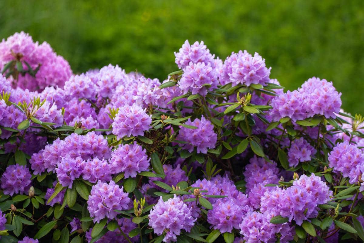 ilustrasi rhododendron
